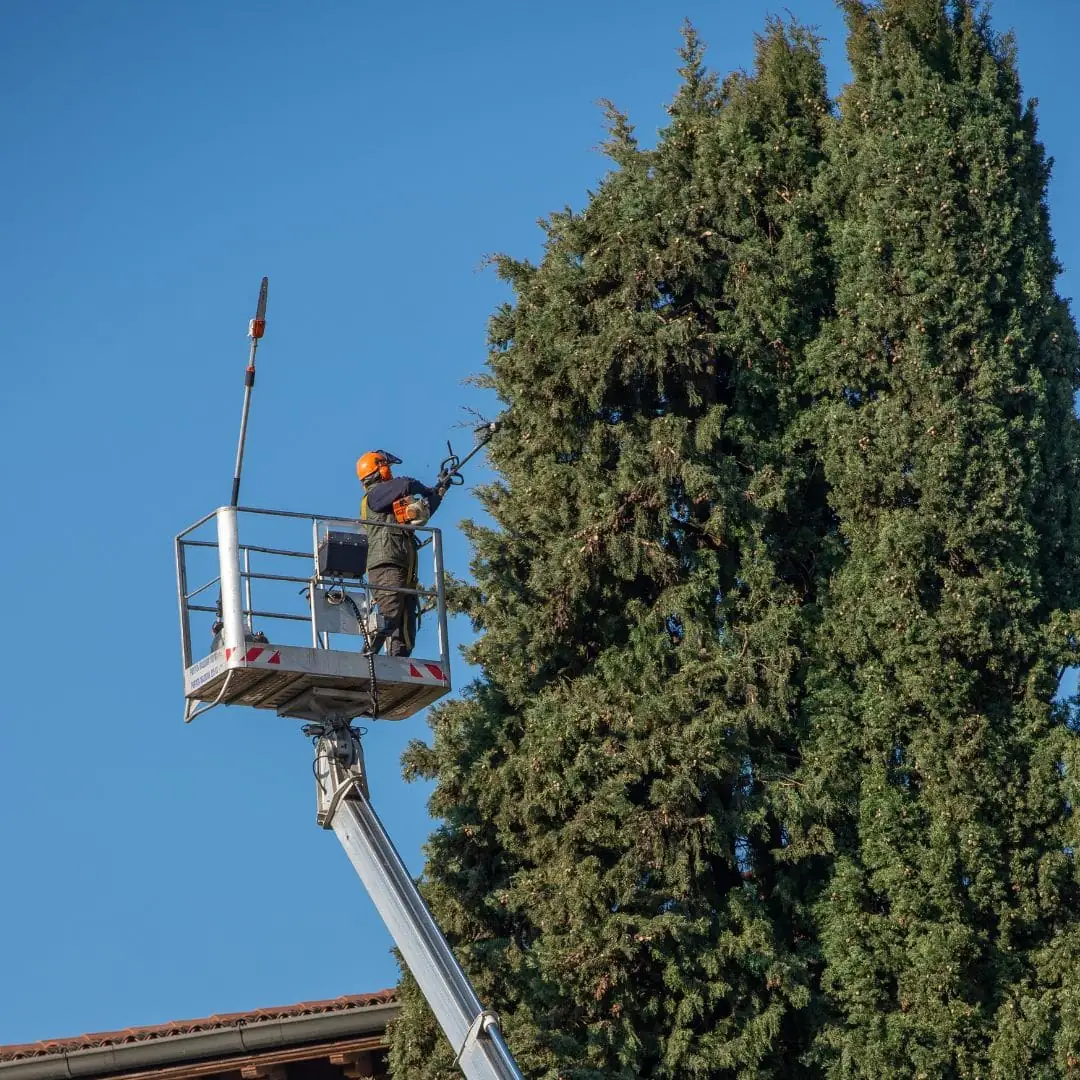 Arborist in a bucket lift trimming a tall evergreen tree
