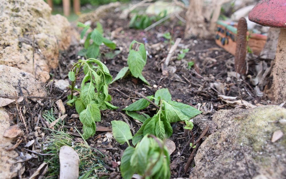 wrong plants for Gainesville FL climate landscaping mistakes